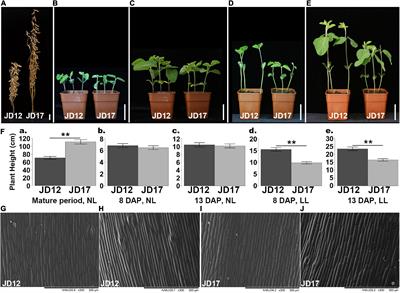 Genetic and transcriptome analyses reveal the candidate genes and pathways involved in the inactive shade-avoidance response enabling high-density planting of soybean